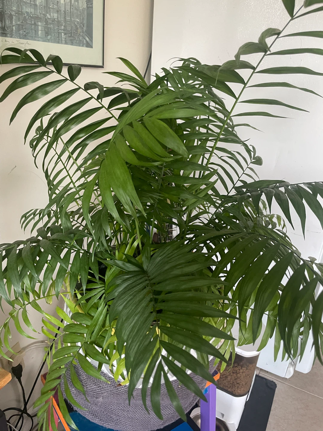 Petite Palm Tree - photo 2