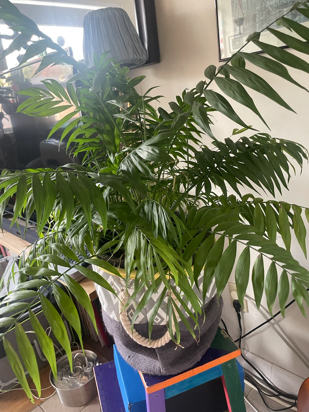Petite Palm Tree - photo 3