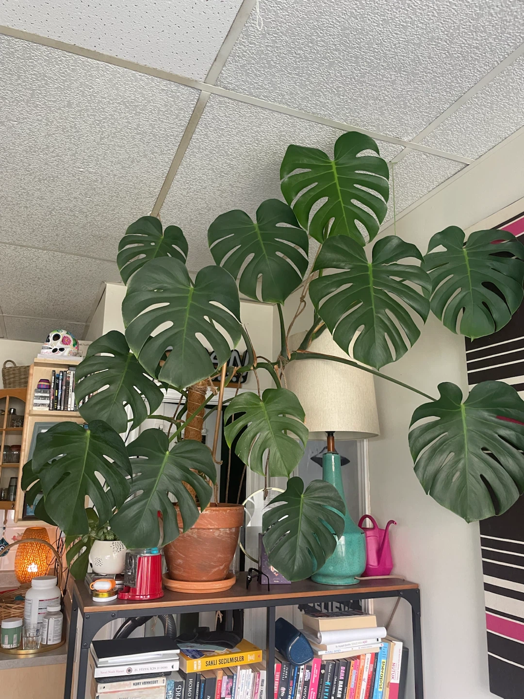 Monstera Deliciosa Plant