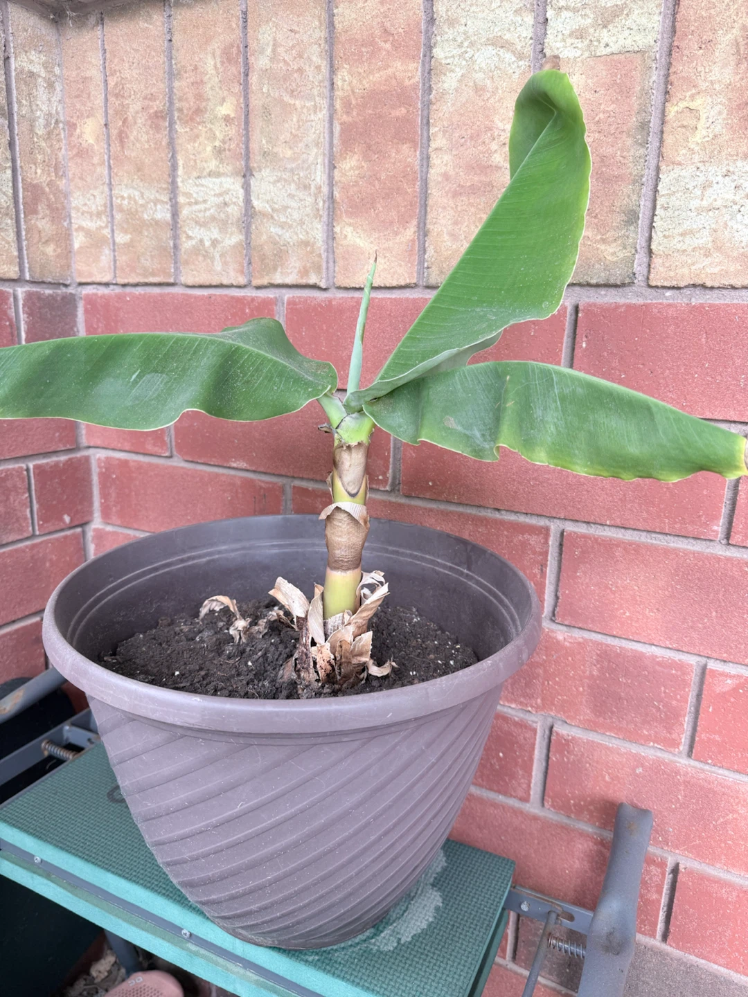 Banana Plant in Pot