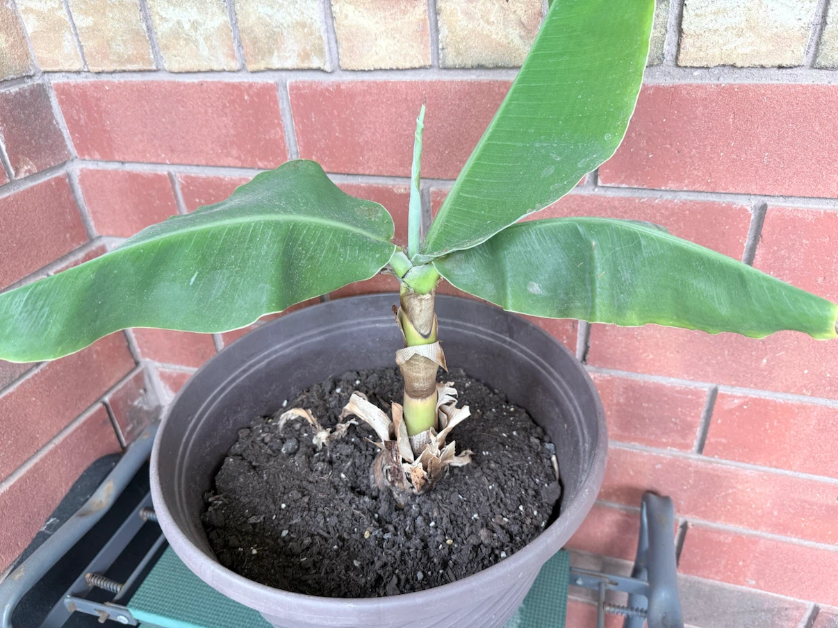 Banana Plant in Pot - photo 2