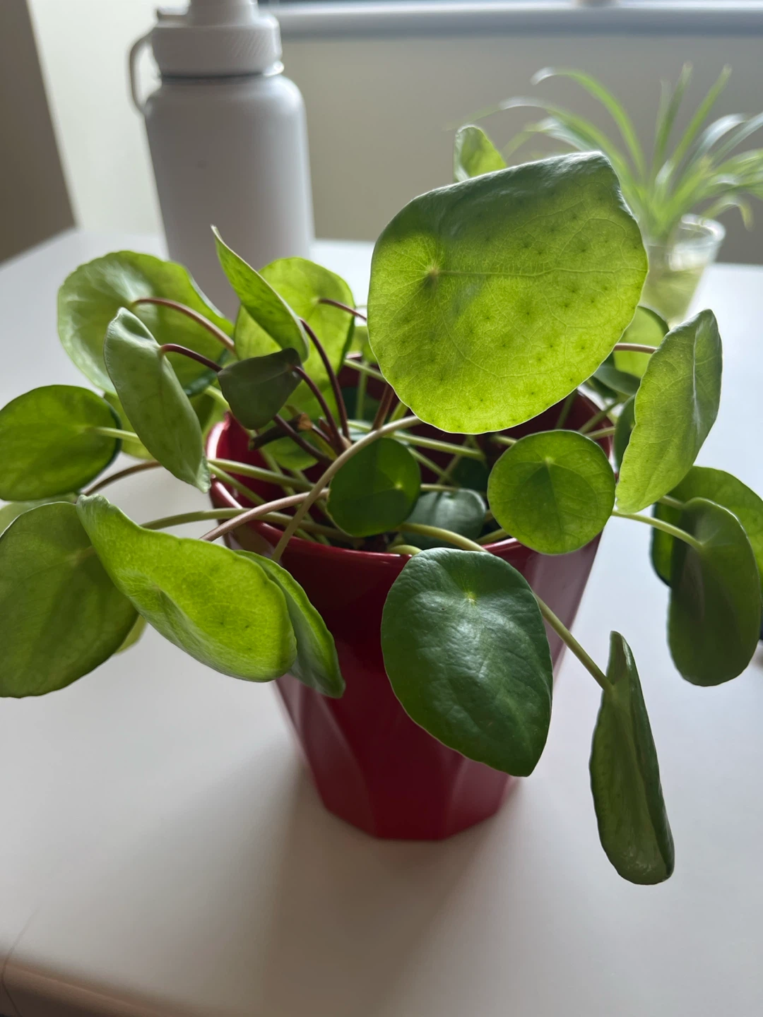 Pilea Peperomioides Plant in Red Pot