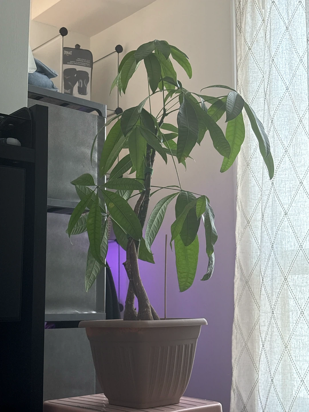Money Tree Plant