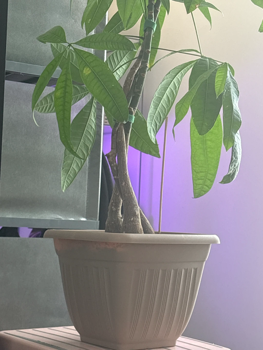 Money Tree Plant - photo 2