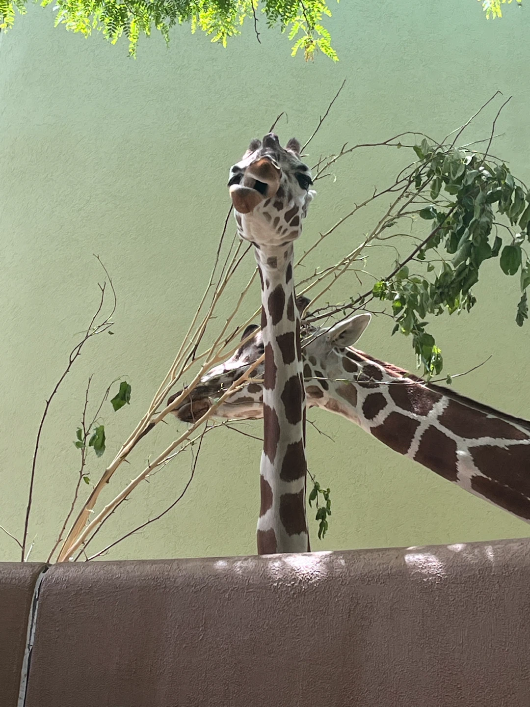 Two Giraffes Eating Branches