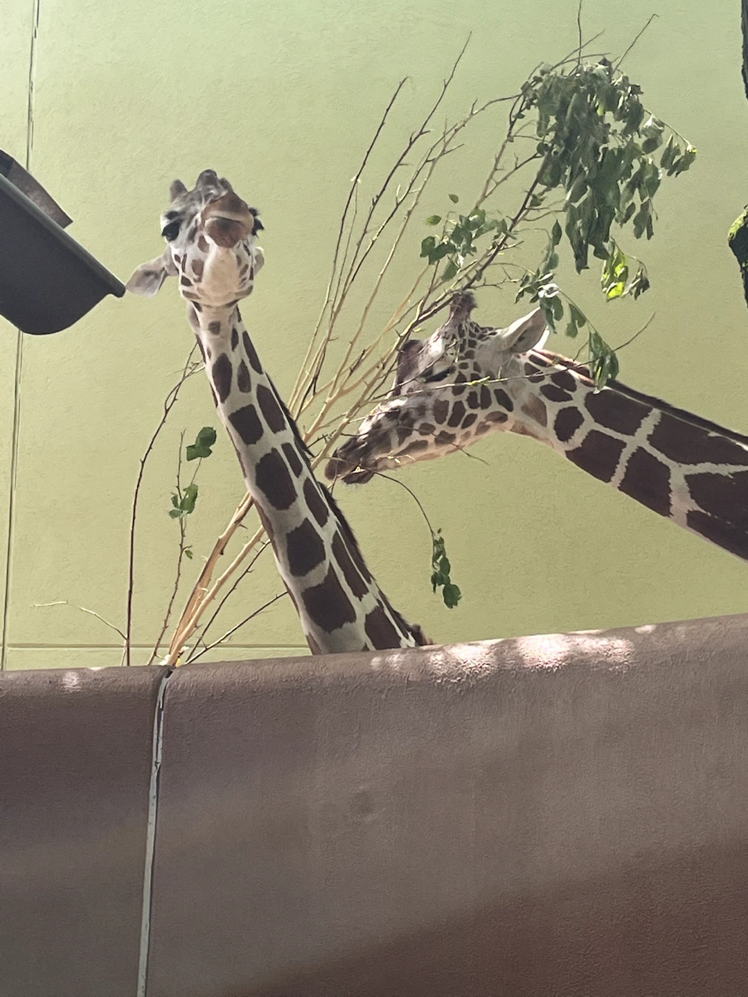 Two Giraffes Eating Branches - photo 2