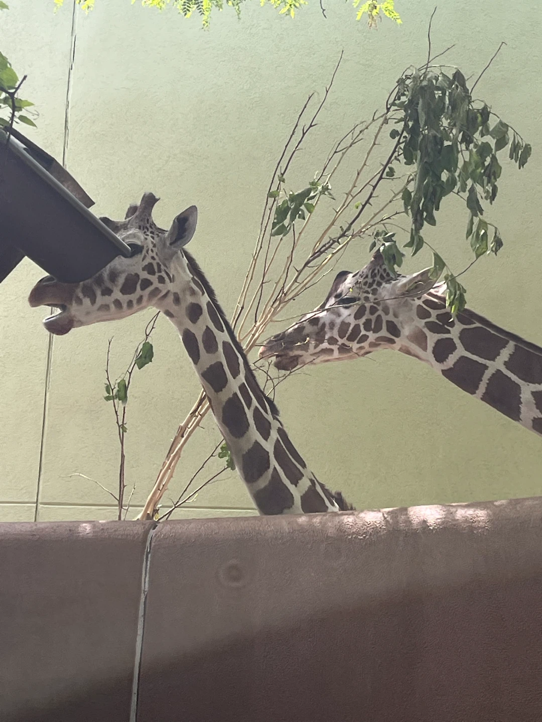 Two Giraffes Eating Branches - photo 3