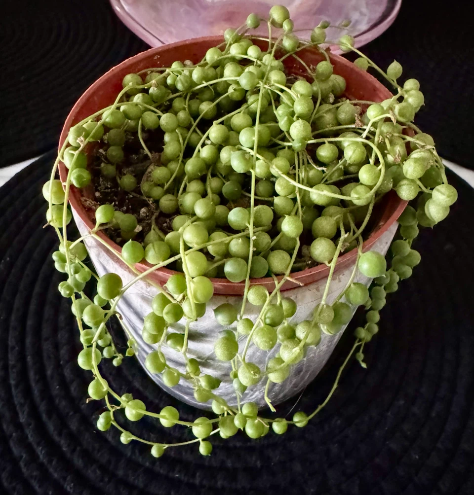 Live plant : String of pearls - photo 2