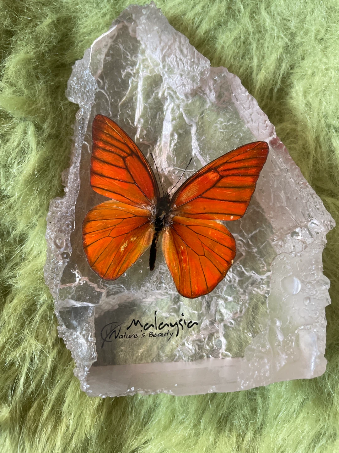 Orange Albatross Butterfly Encased in Resin Display