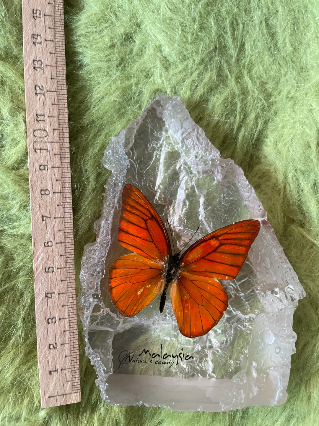 Orange Albatross Butterfly Encased in Resin Display - photo 2