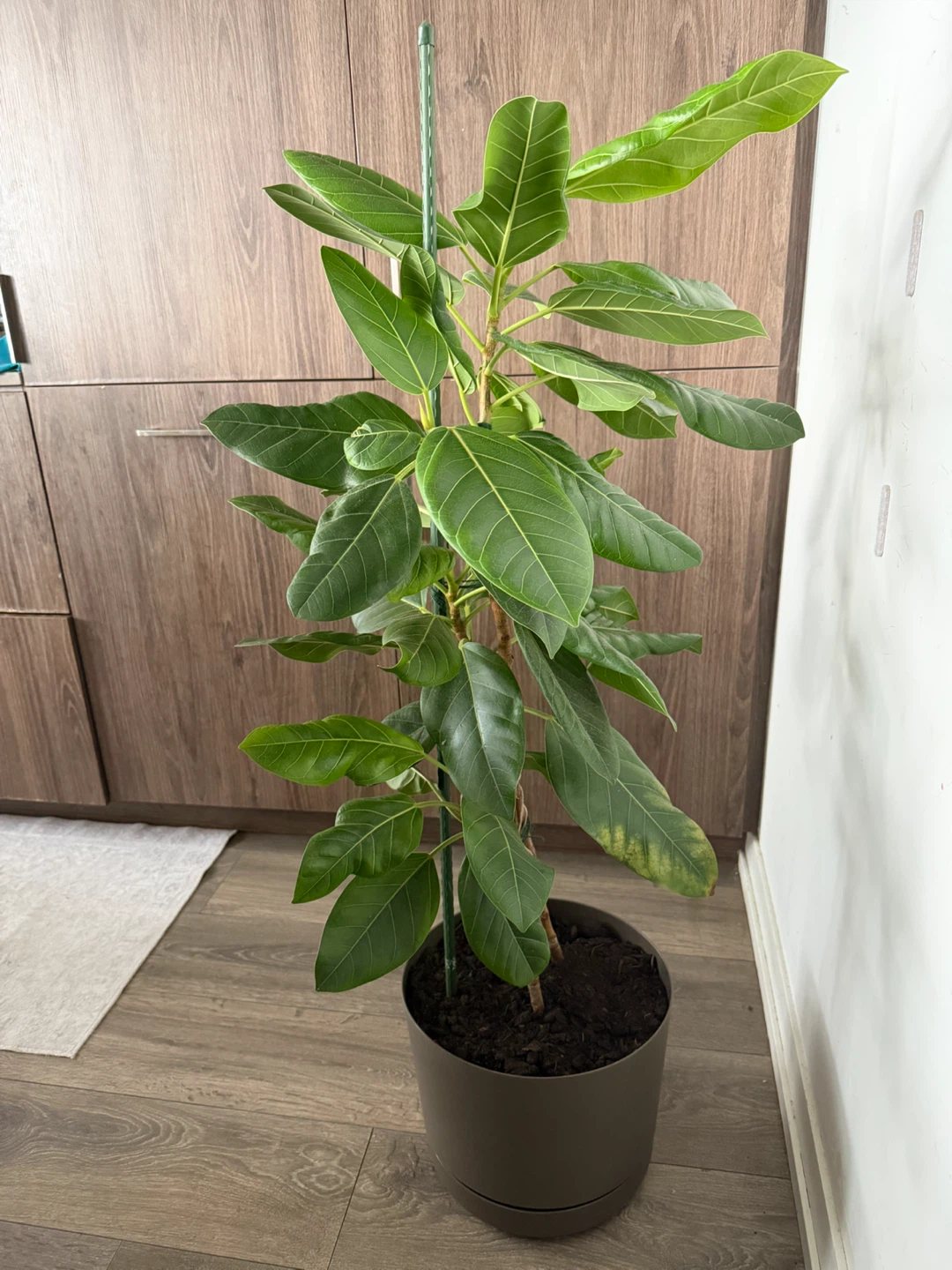 Medium-Large  Ficus Elastica Plant