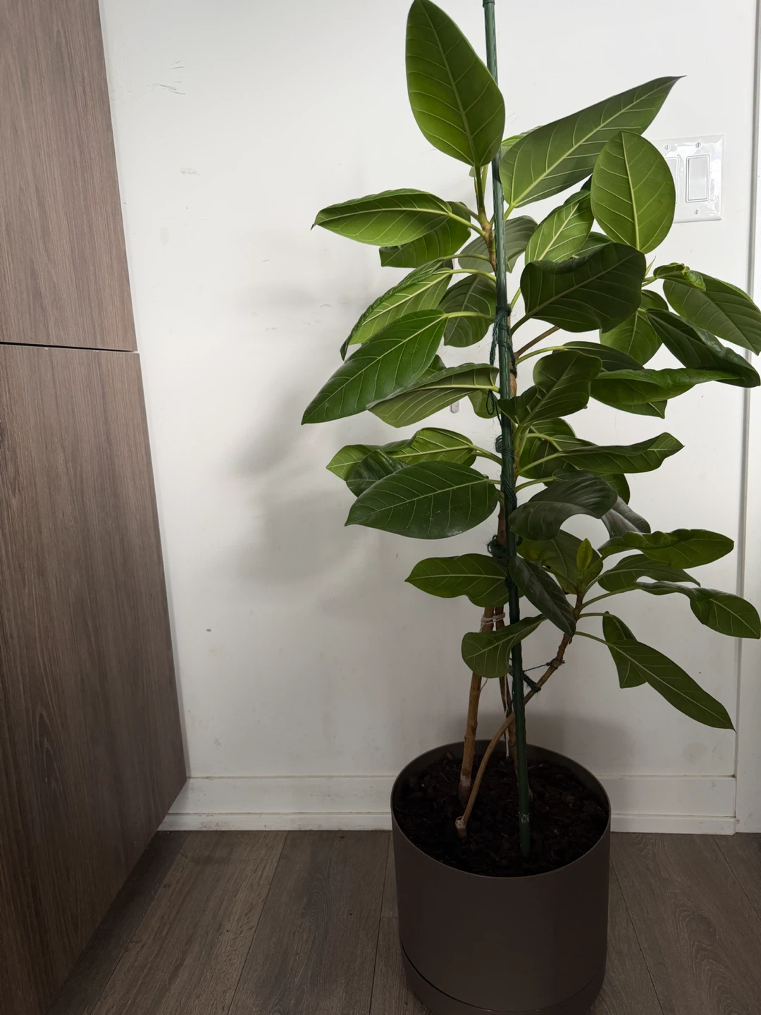 Medium-Large  Ficus Elastica Plant - photo 2