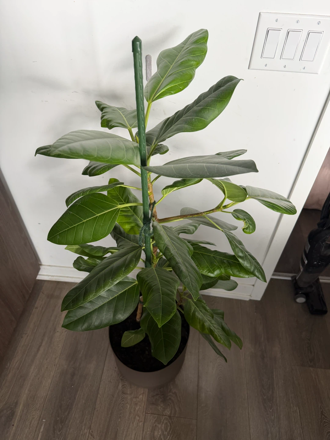 Medium-Large  Ficus Elastica Plant - photo 3