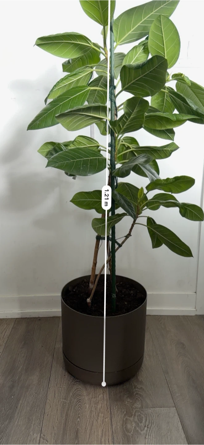 Medium-Large  Ficus Elastica Plant - photo 4