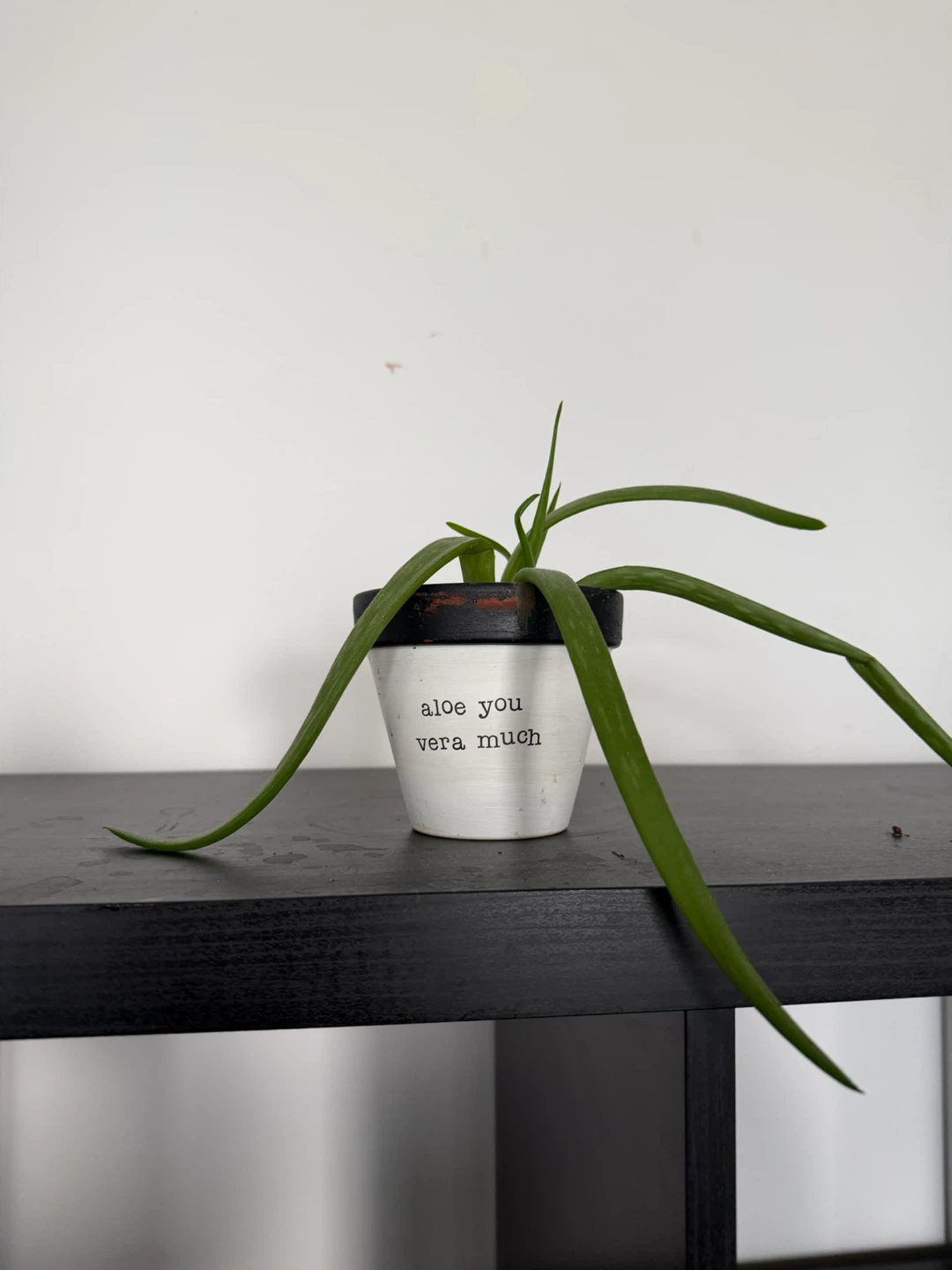 Aloe Vera Plant in "Aloe You Vera Much" Pot
