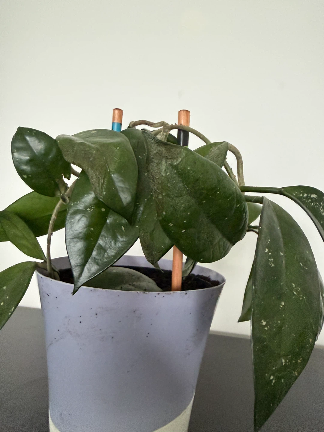 Hoya Carnosa Plant in Pot
