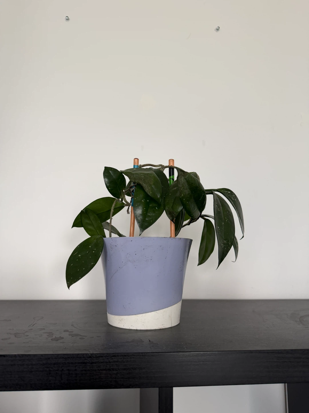 Hoya Carnosa Plant in Pot - photo 2