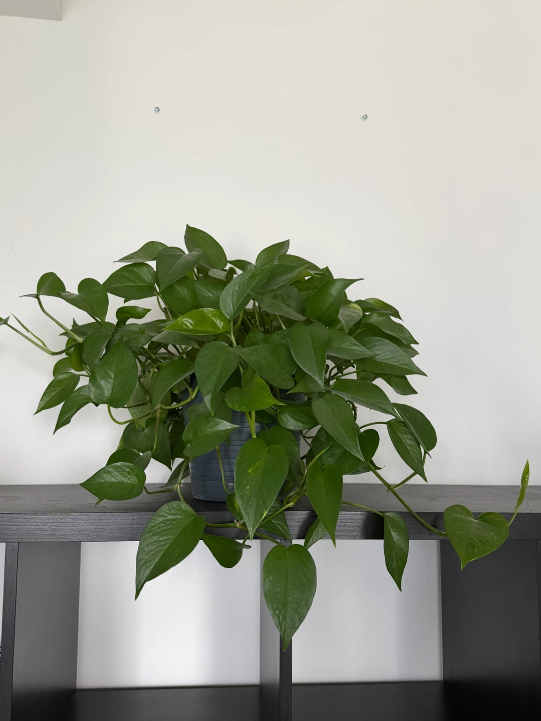 Pothos Plant