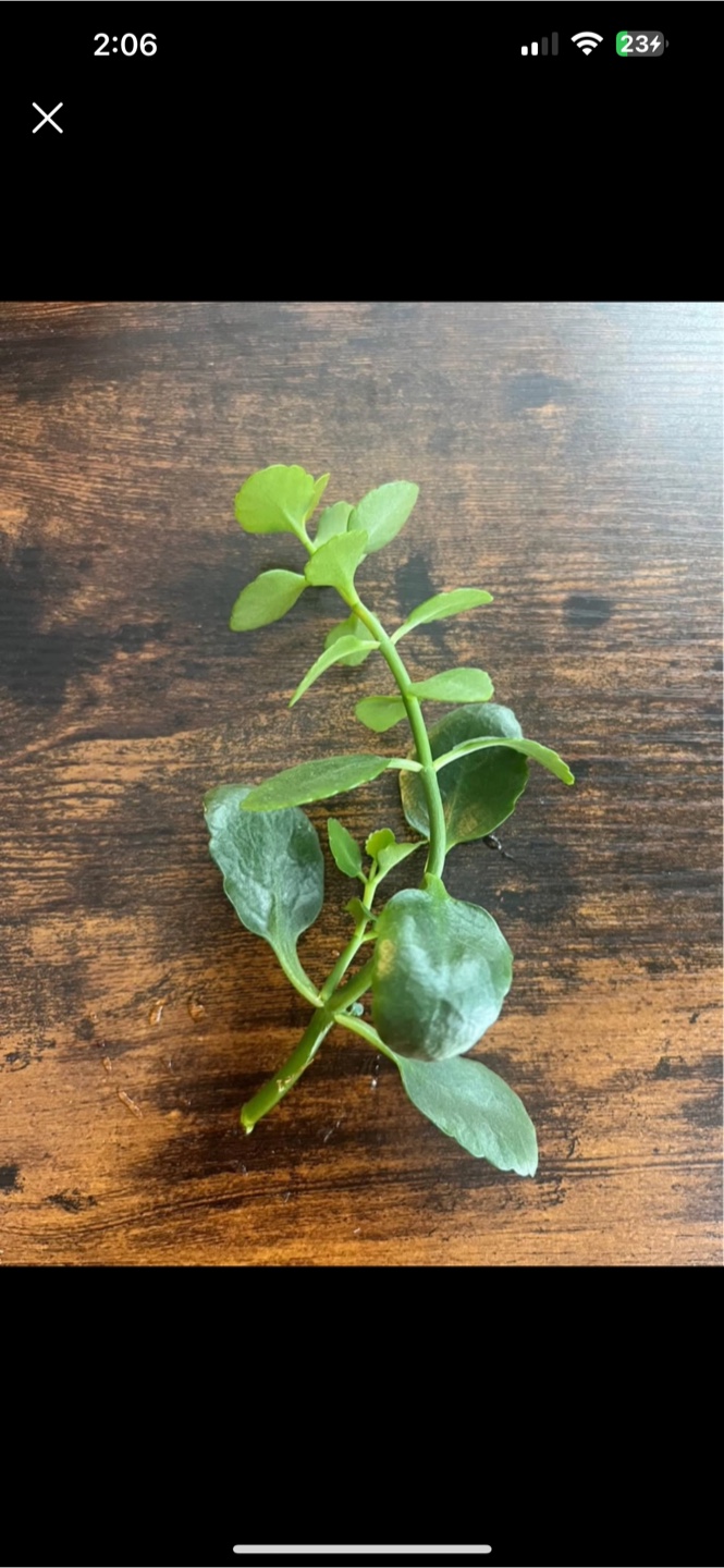 3 for 10 Live Kalanchoe and monstera adansonii Plant Cutting