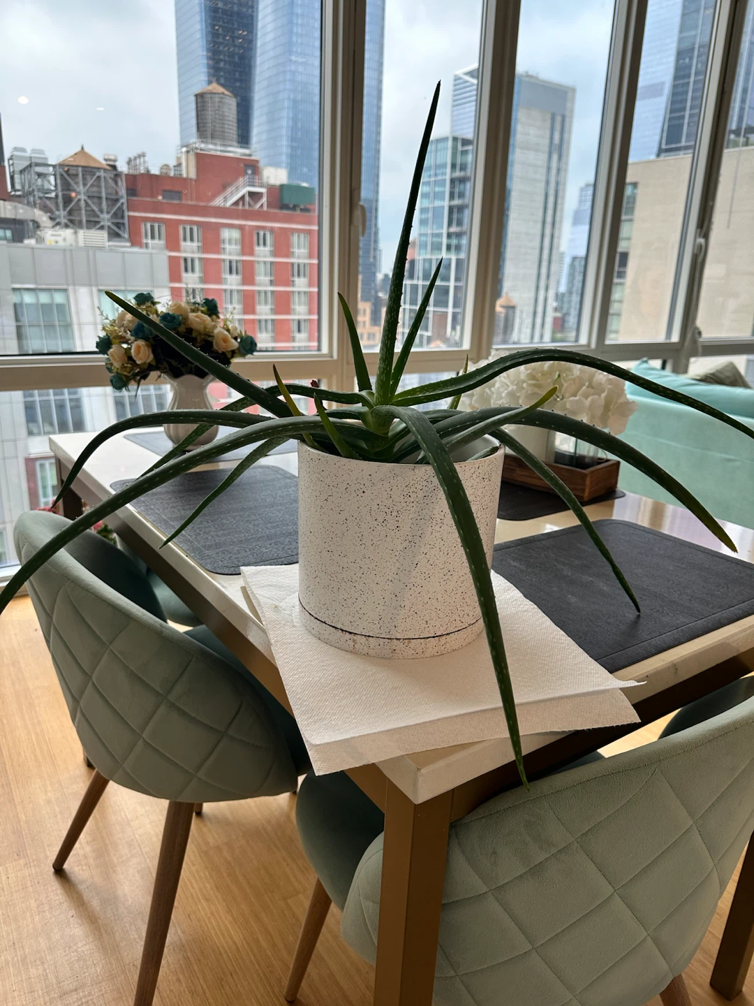 Real aloe vera indoor plant with white pot and soil mix