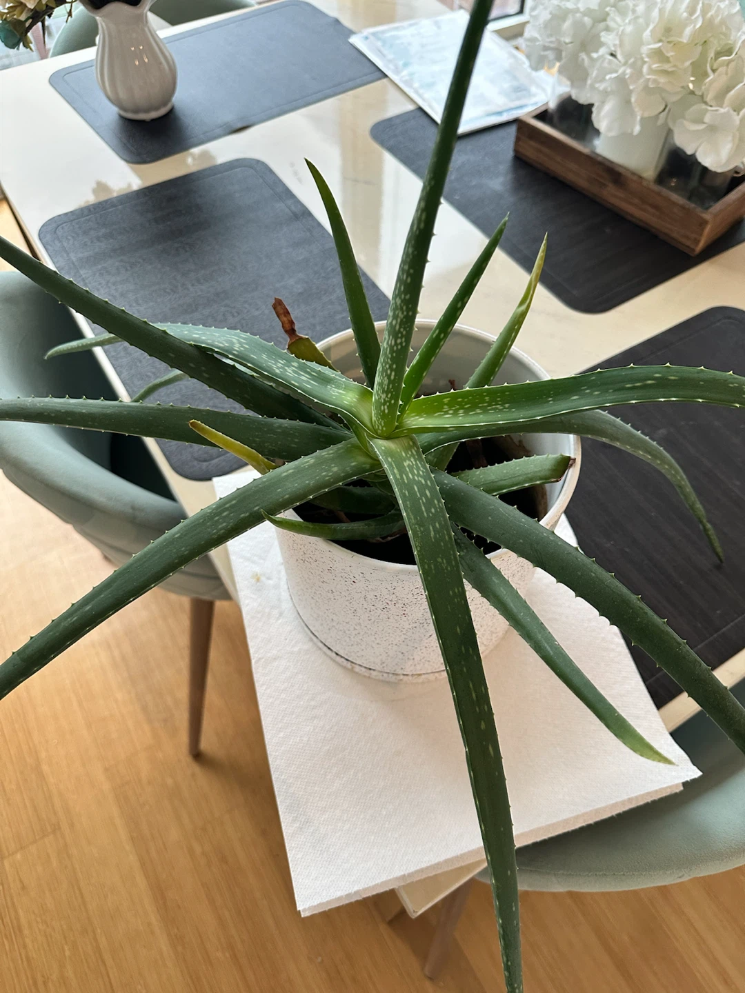 Real aloe vera indoor plant with white pot and soil mix - photo 2