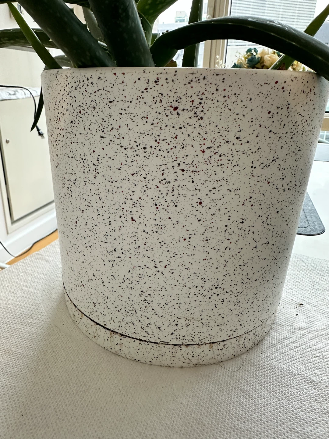 Real aloe vera indoor plant with white pot and soil mix - photo 3
