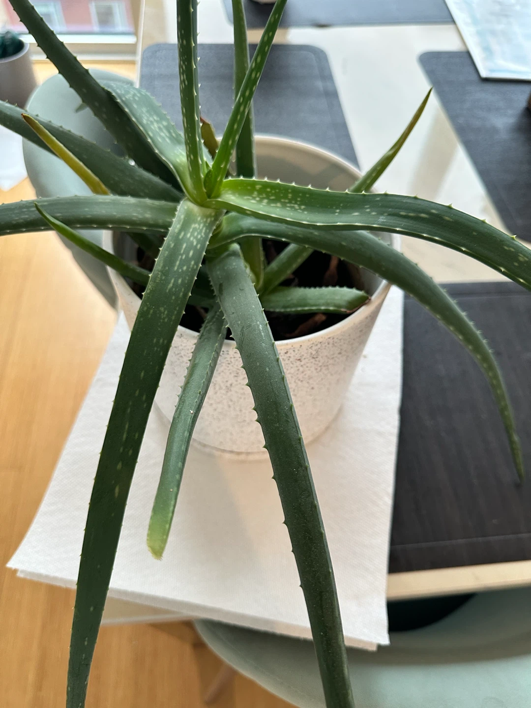 Real aloe vera indoor plant with white pot and soil mix - photo 4