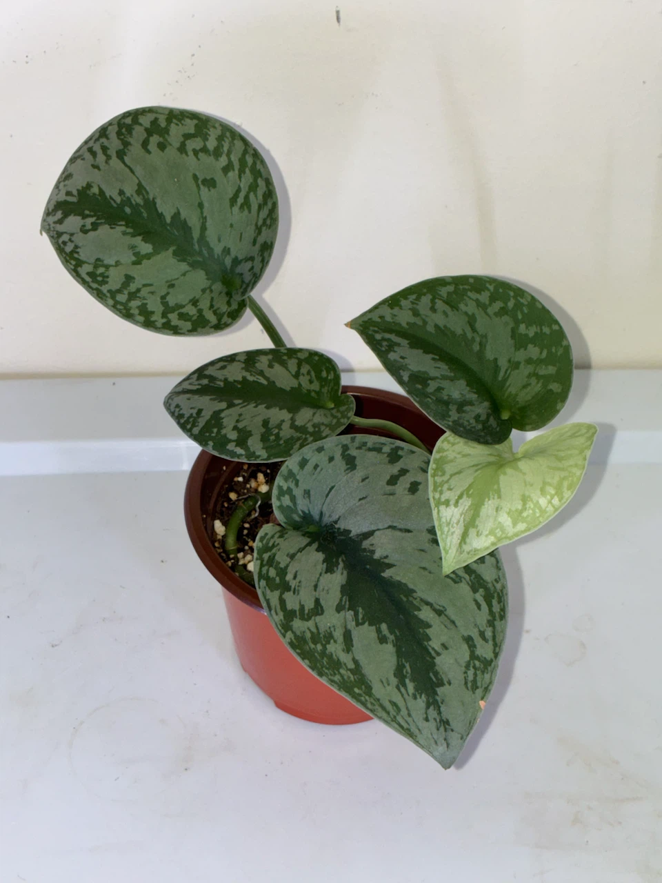 Scindapsus Pictus Trebie Plant