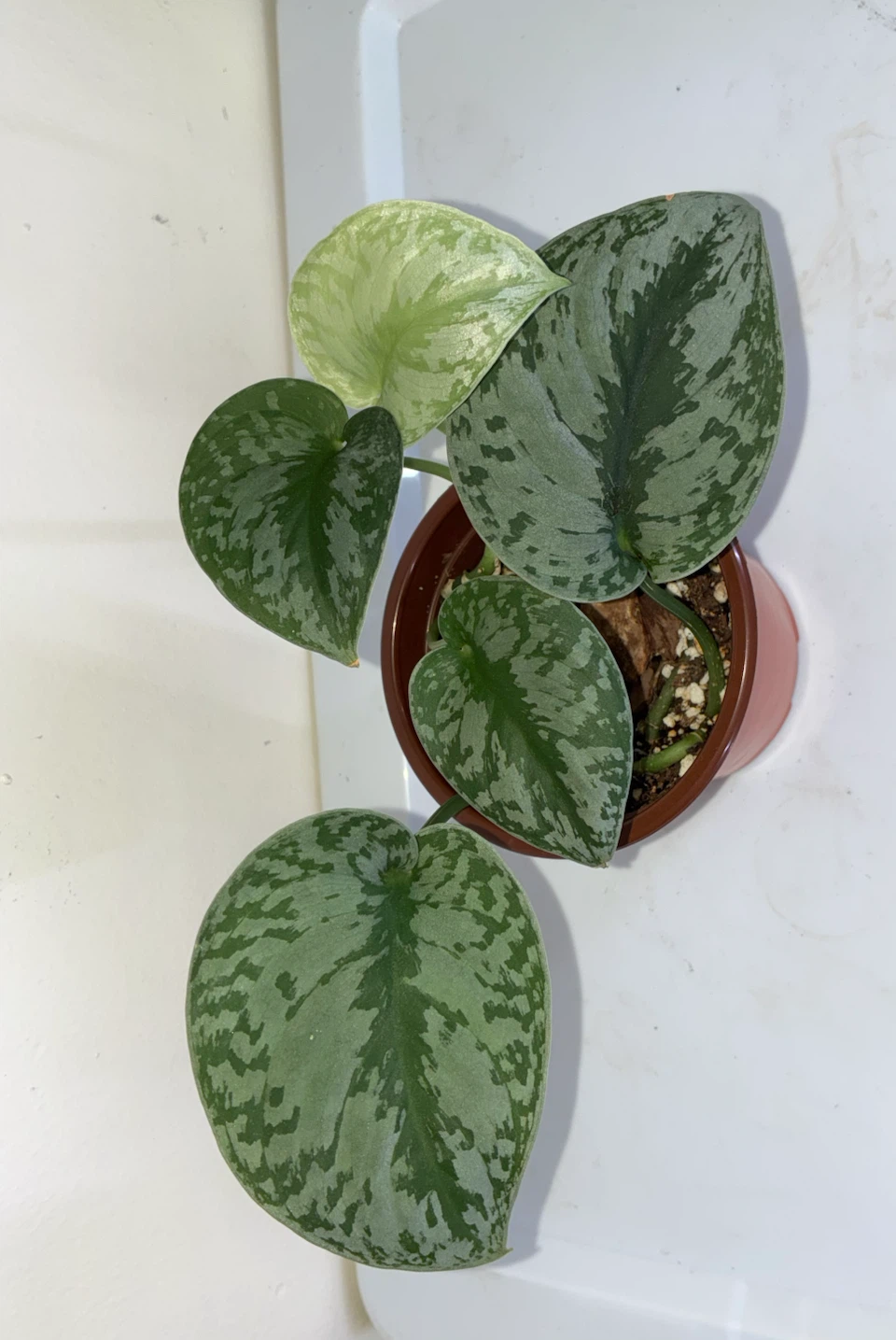 Scindapsus Pictus Trebie Plant - photo 2
