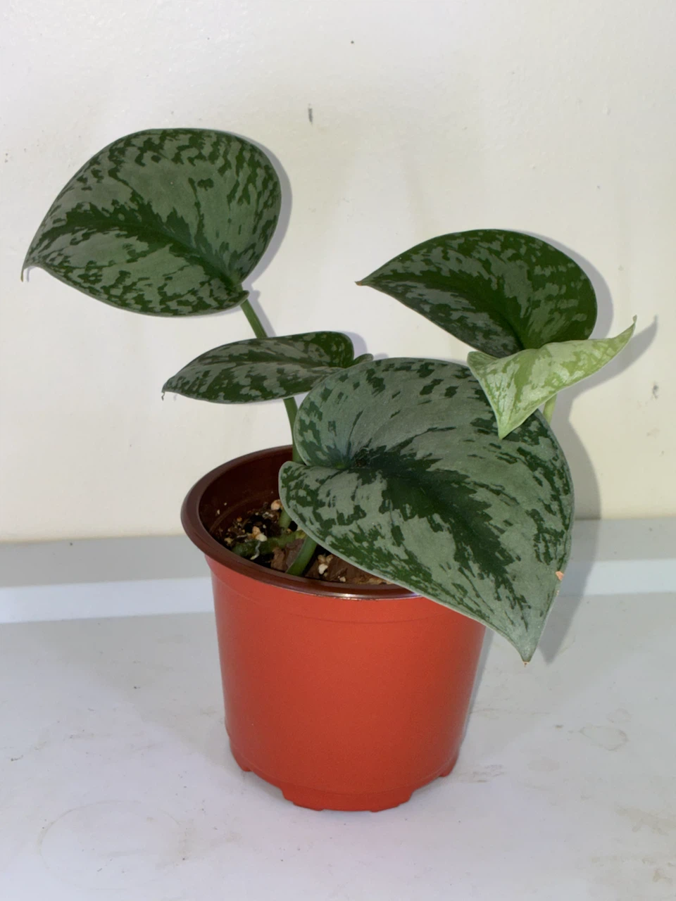 Scindapsus Pictus Trebie Plant - photo 3