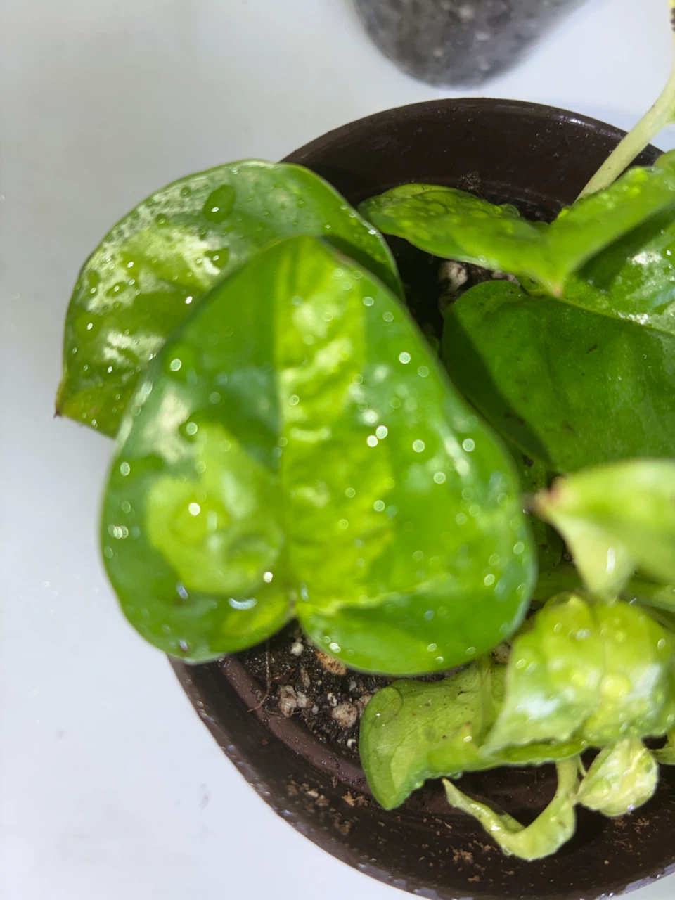 Global Green Pothos