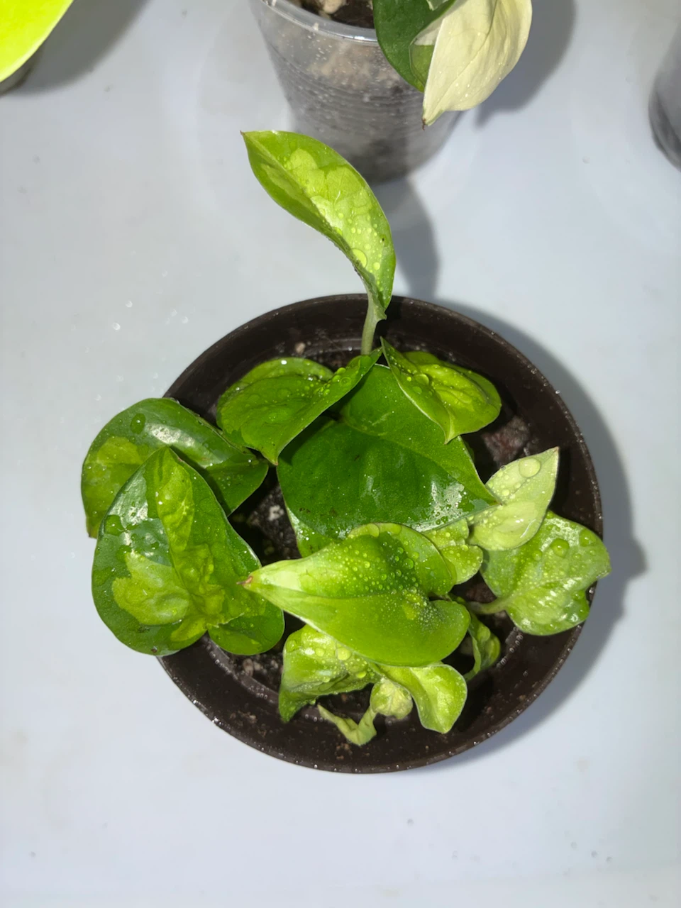 Global Green Pothos - photo 2