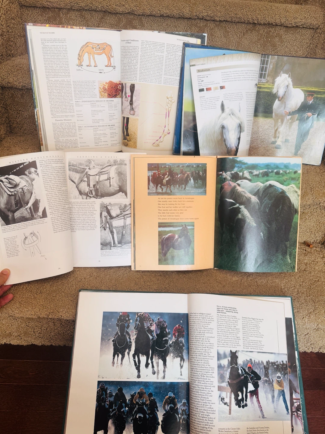 Collection of Horse Books - photo 2