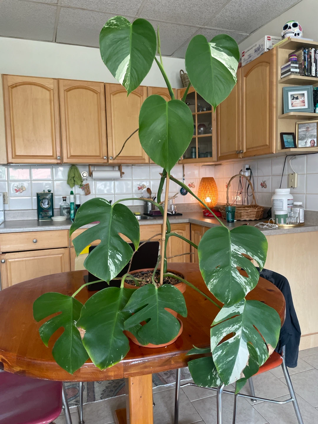 Variegated Rare Albino Monstera Plant