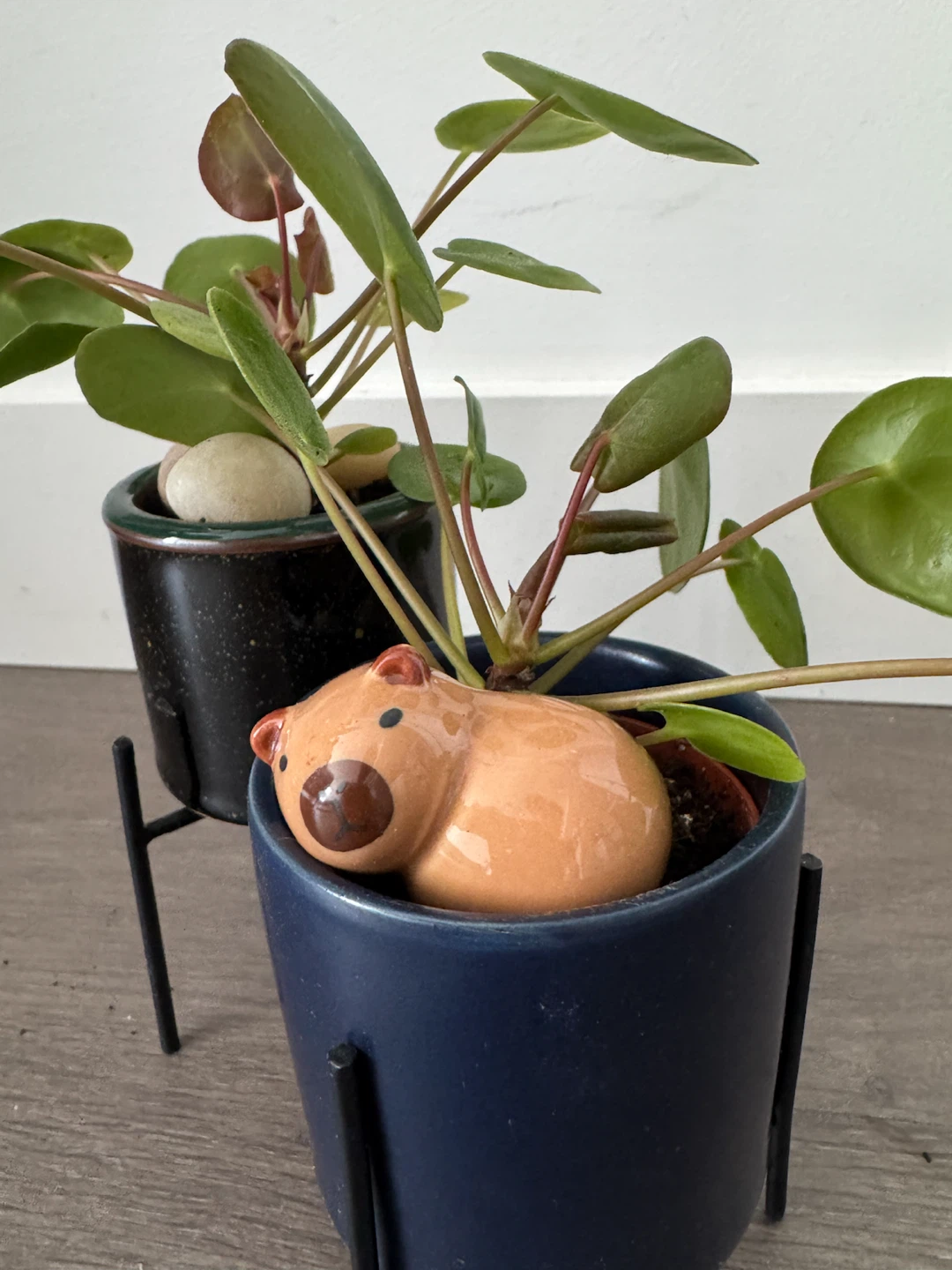 Pilea Peperomioides Plant in Cute Capybara