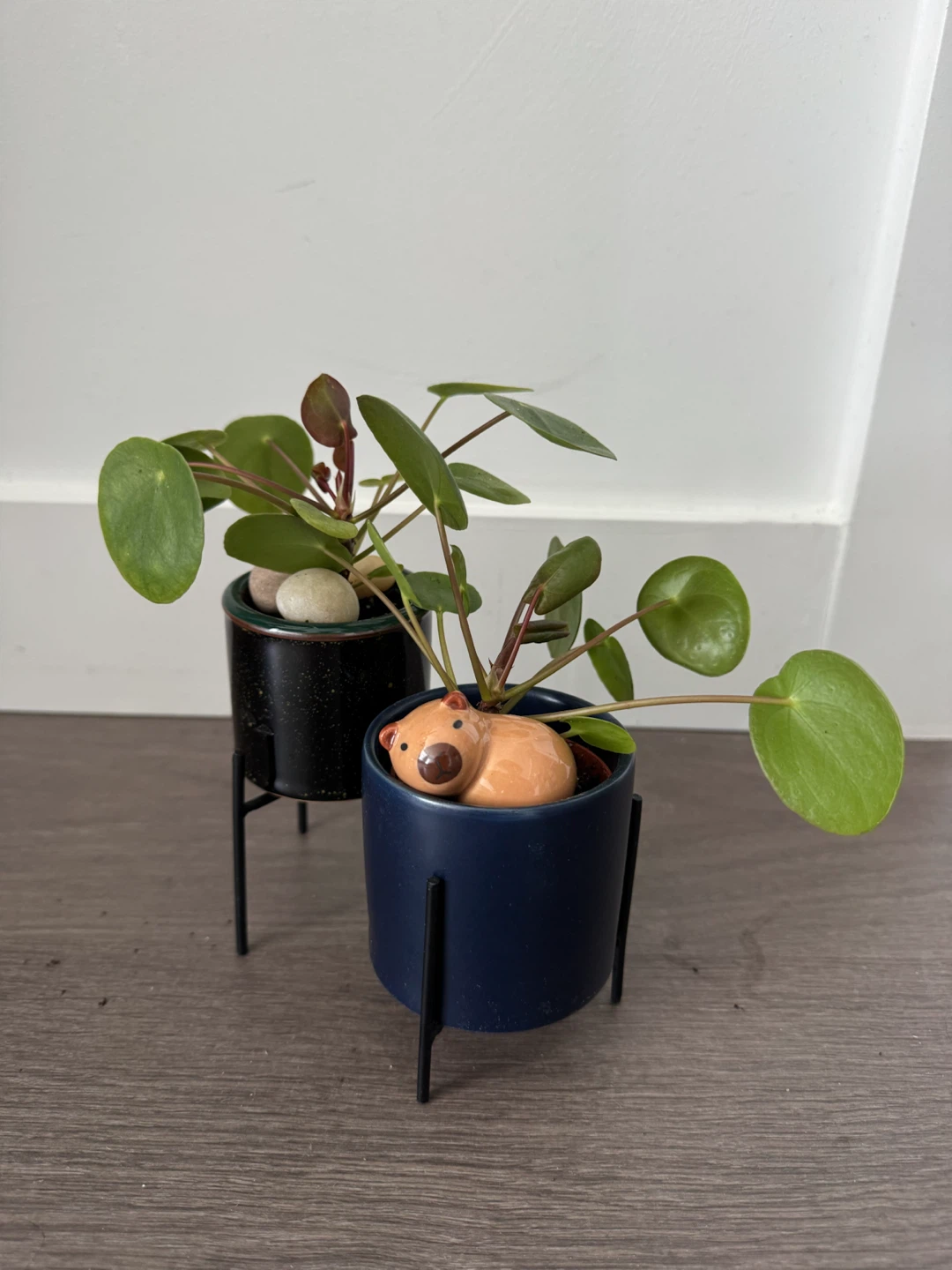 Pilea Peperomioides Plant in Cute Capybara - photo 2