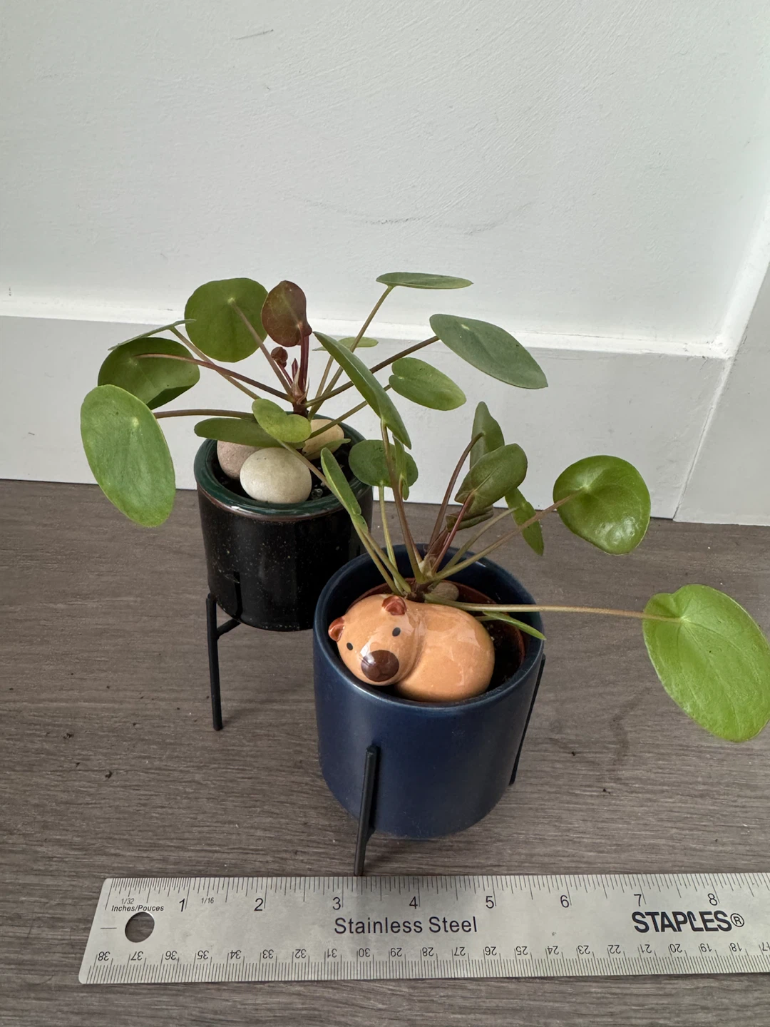 Pilea Peperomioides Plant in Cute Capybara - photo 3