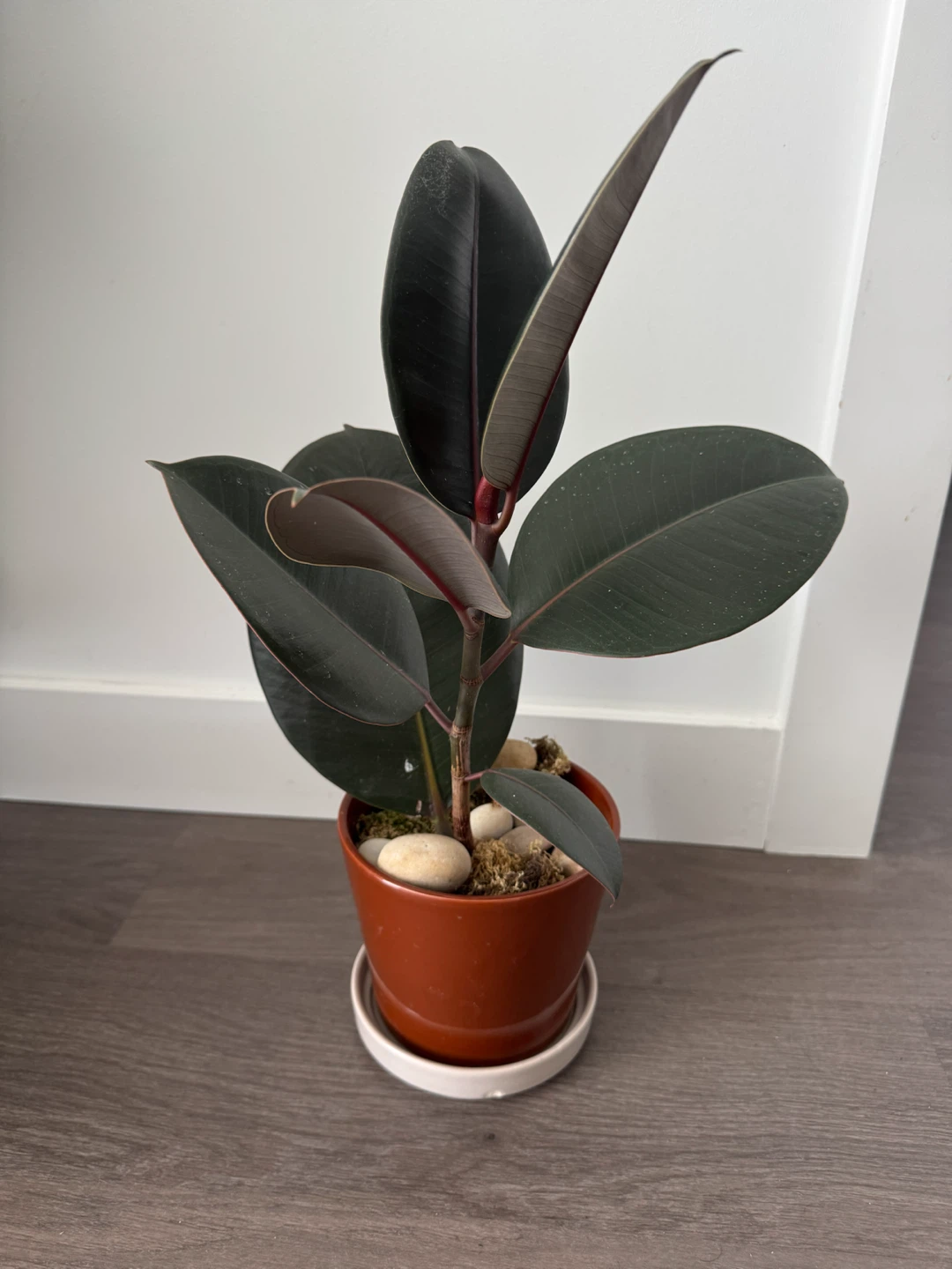 Rubber Plant in ceramic pot