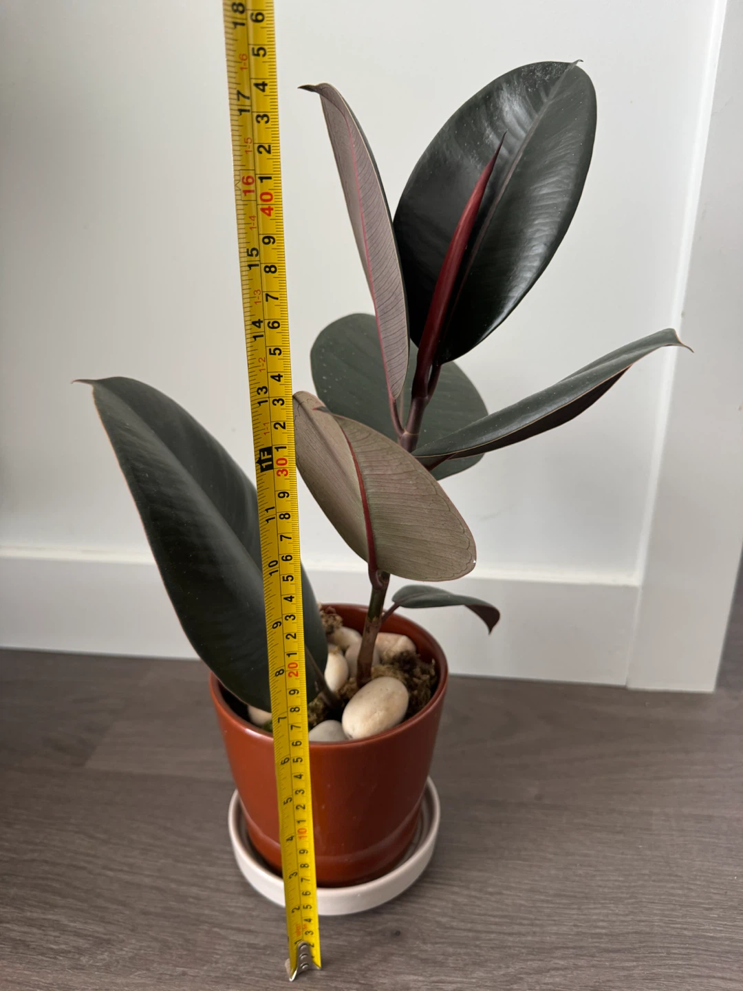 Rubber Plant in ceramic pot - photo 2