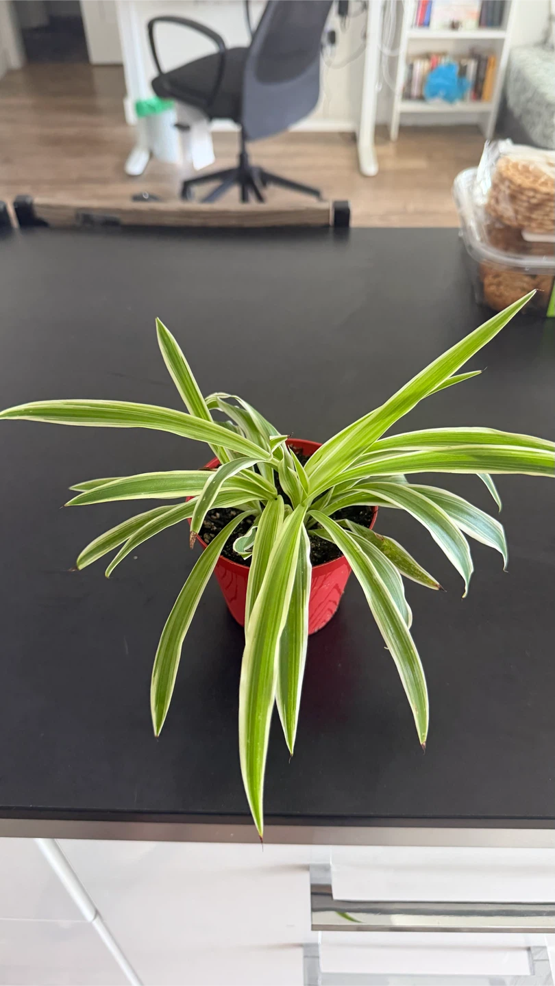 Spider Plant with pot