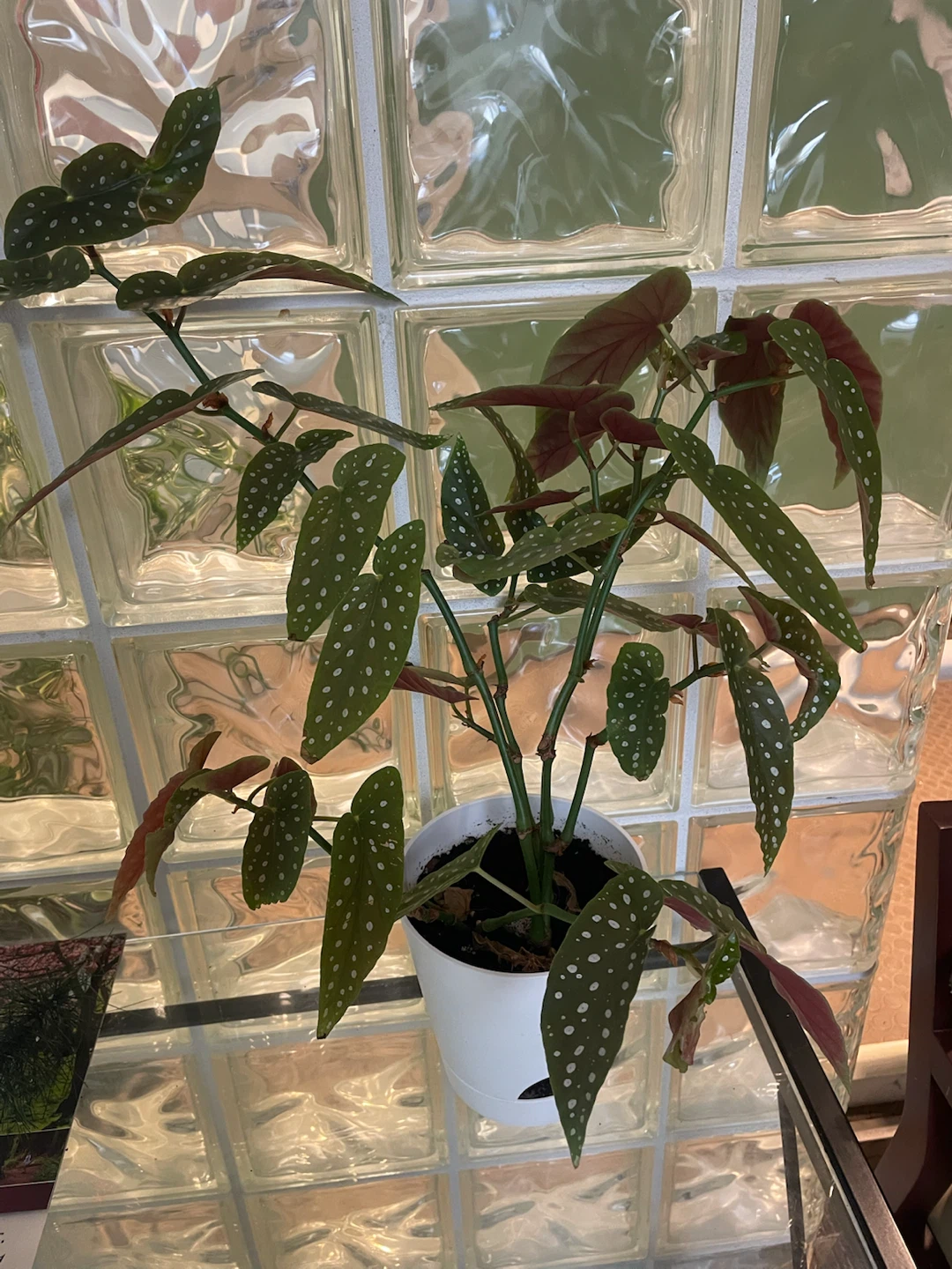 Begonia Maculata Plant (Polkadot)