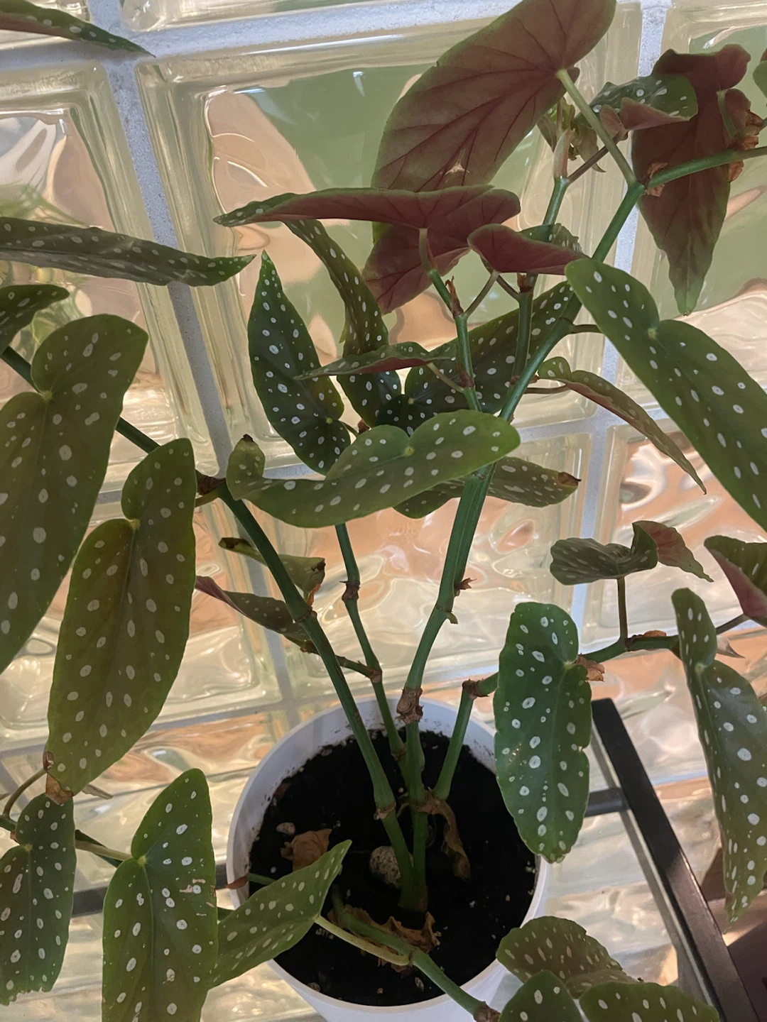 Begonia Maculata Plant (Polkadot) - photo 2