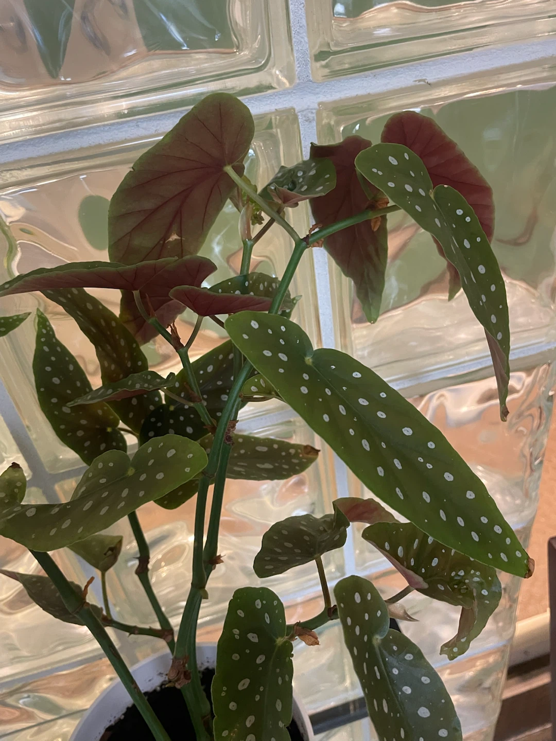 Begonia Maculata Plant (Polkadot) - photo 3