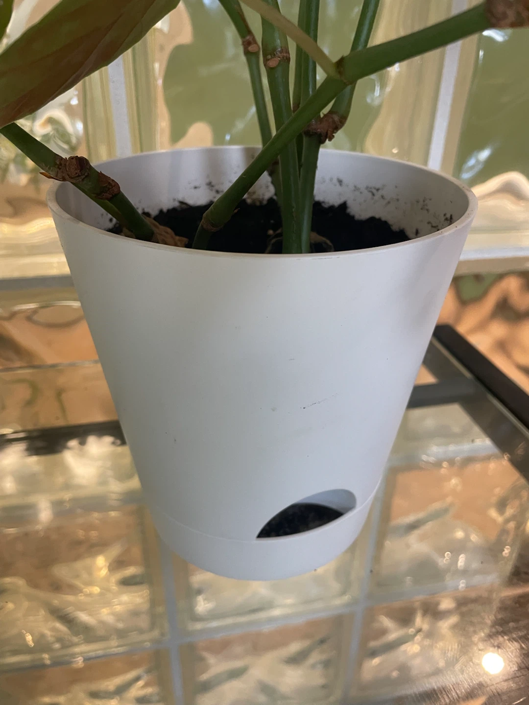 Begonia Maculata Plant (Polkadot) - photo 4