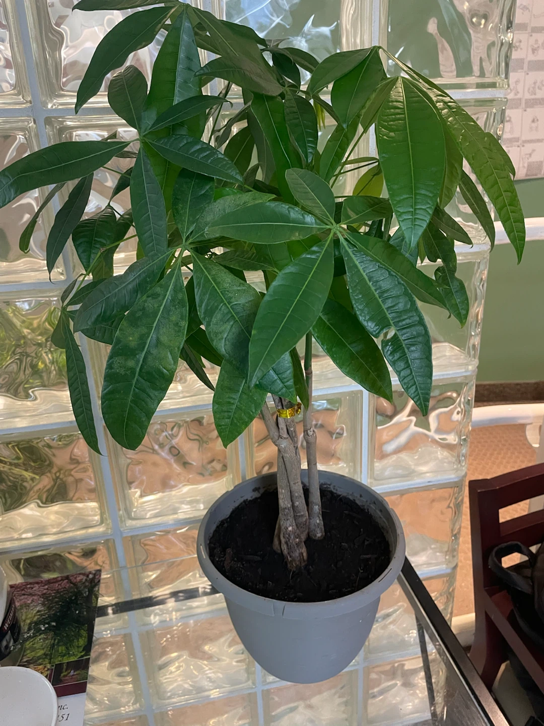 Money Tree Plant
