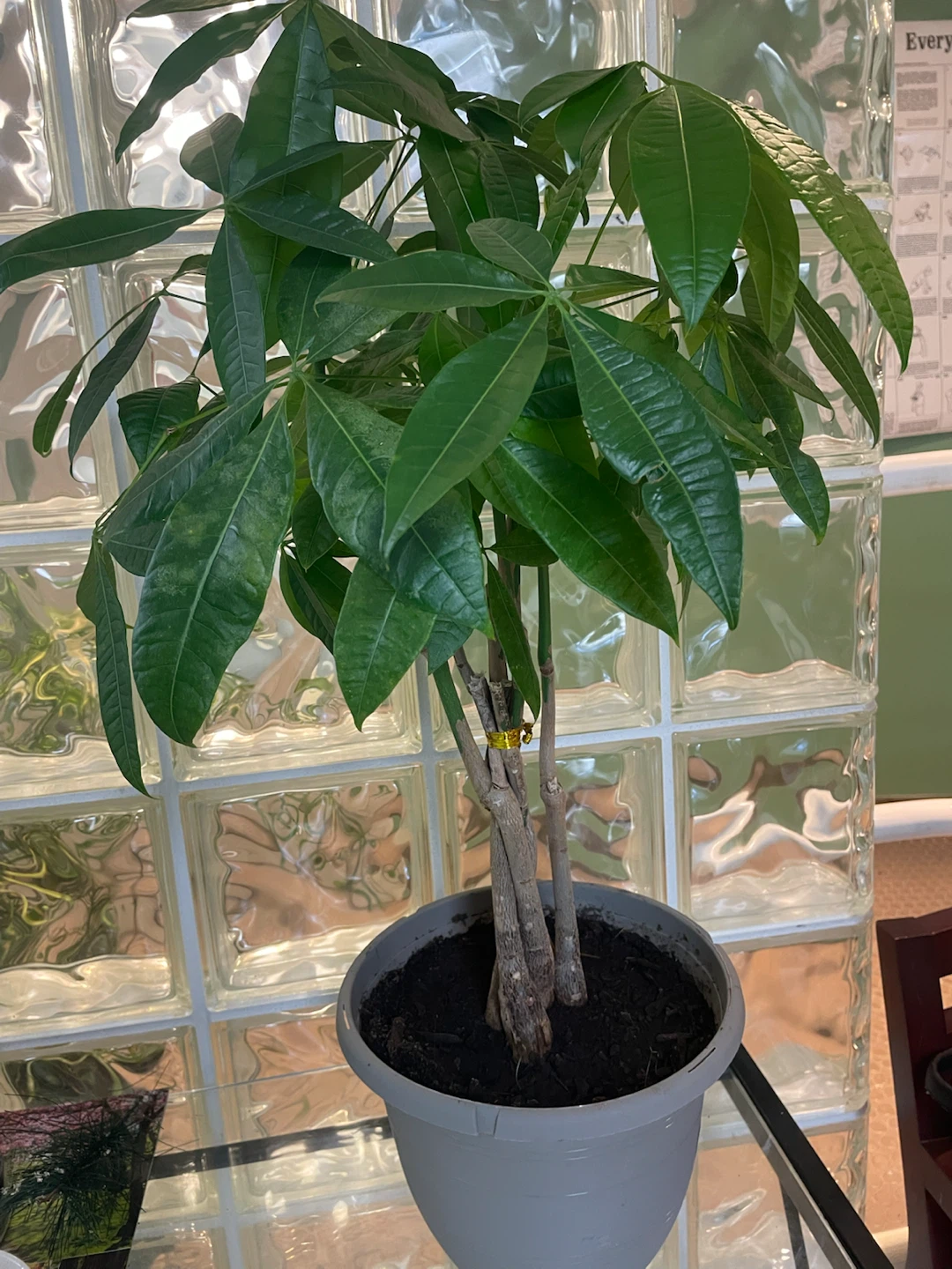 Money Tree Plant - photo 2