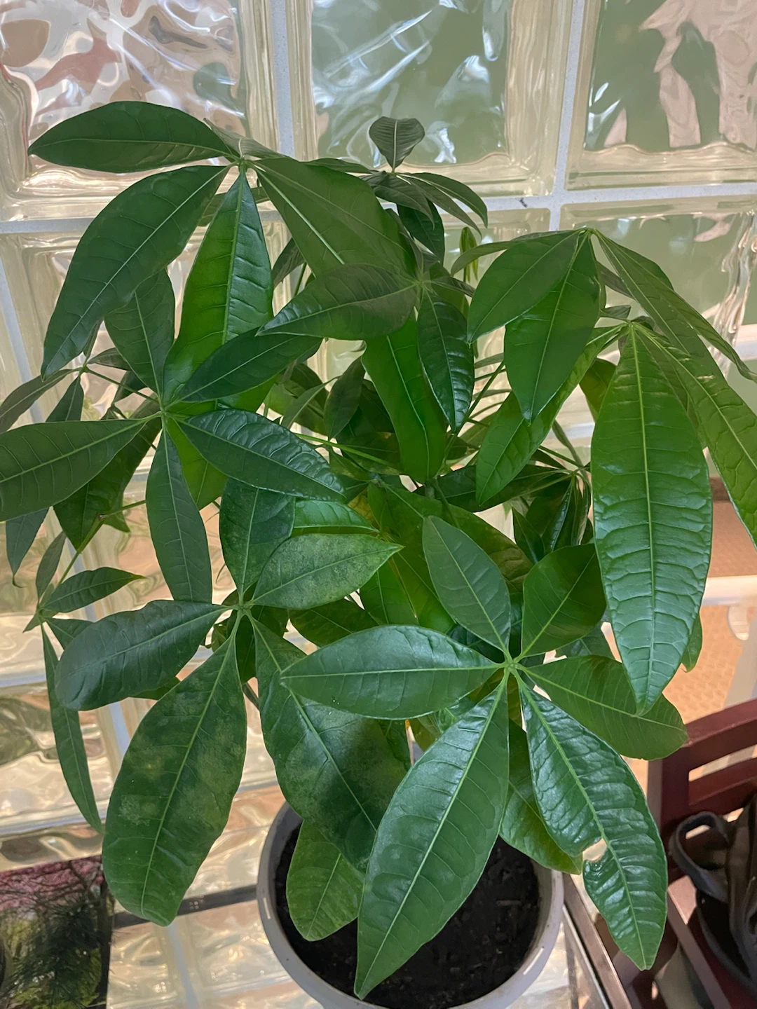 Money Tree Plant - photo 3