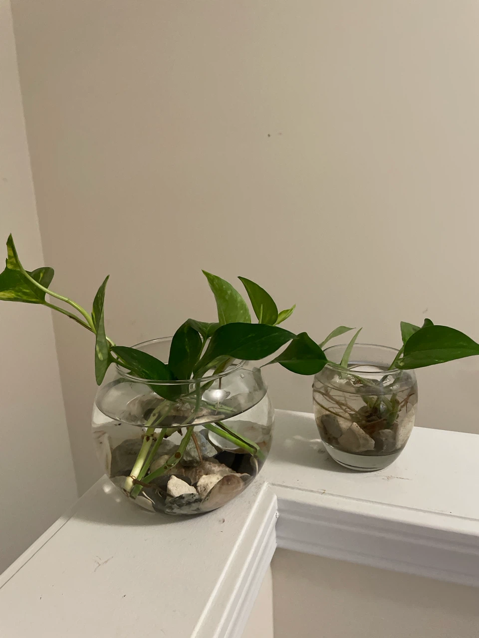 Pothos plant cuttings in glass vase