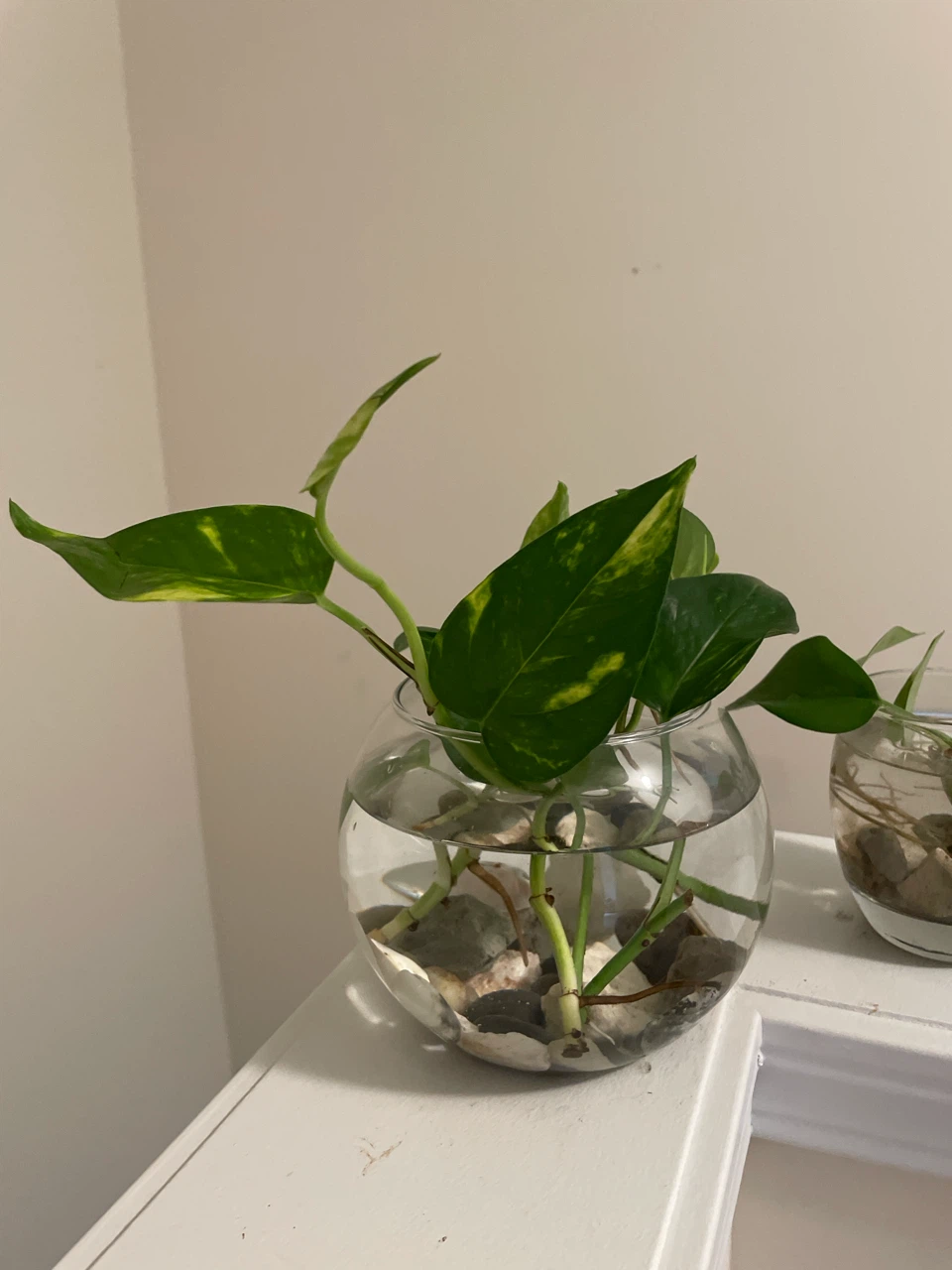 Pothos plant cuttings in glass vase - photo 2