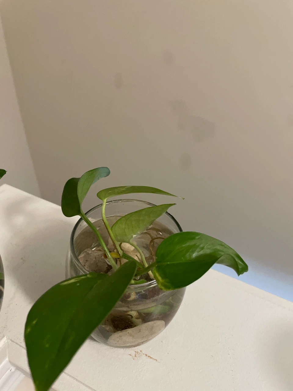 Pothos plant cuttings in glass vase - photo 3